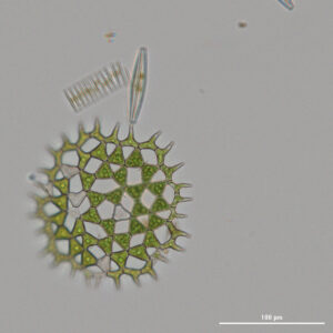 2022: A Pediastrum taken on the Nikon C10